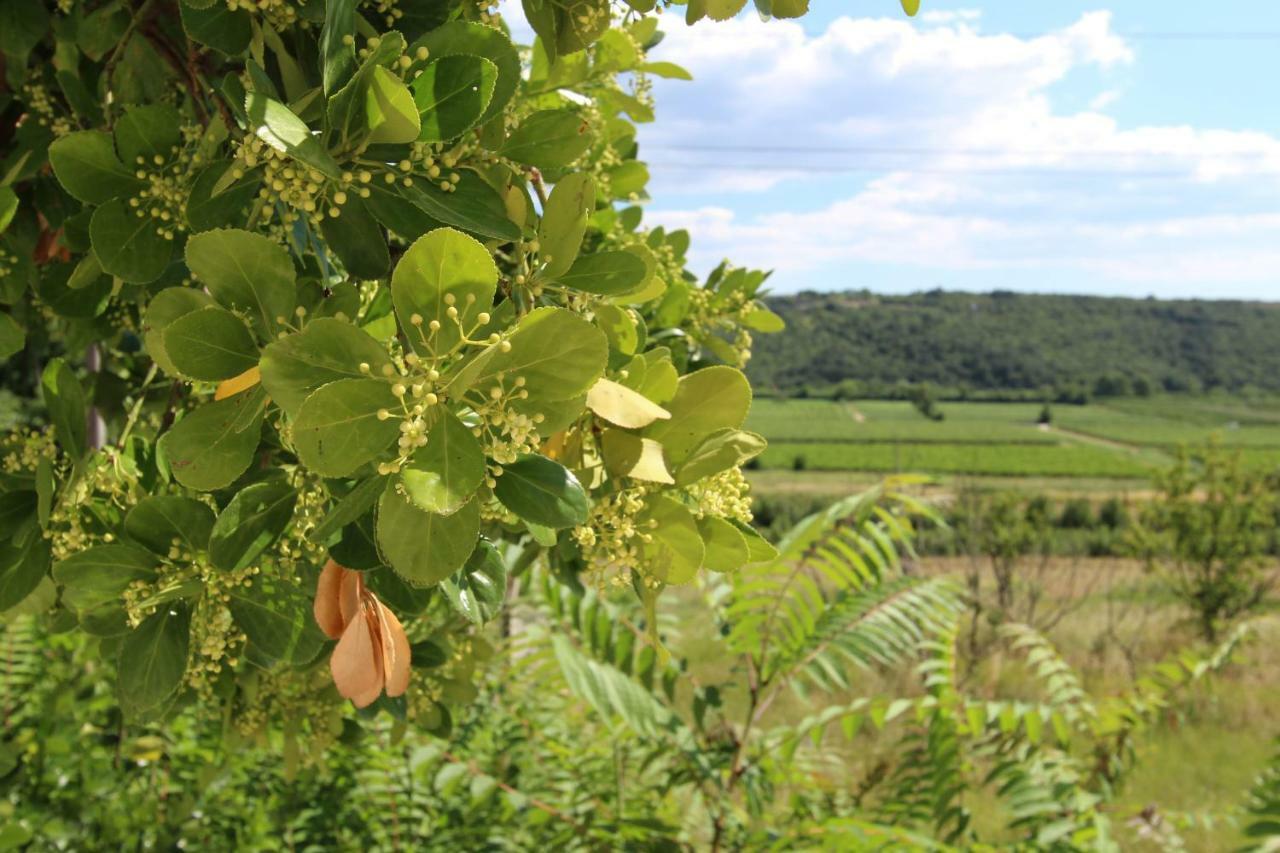 Vila Flora Sečovlje Exteriér fotografie